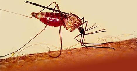 малярия, комар