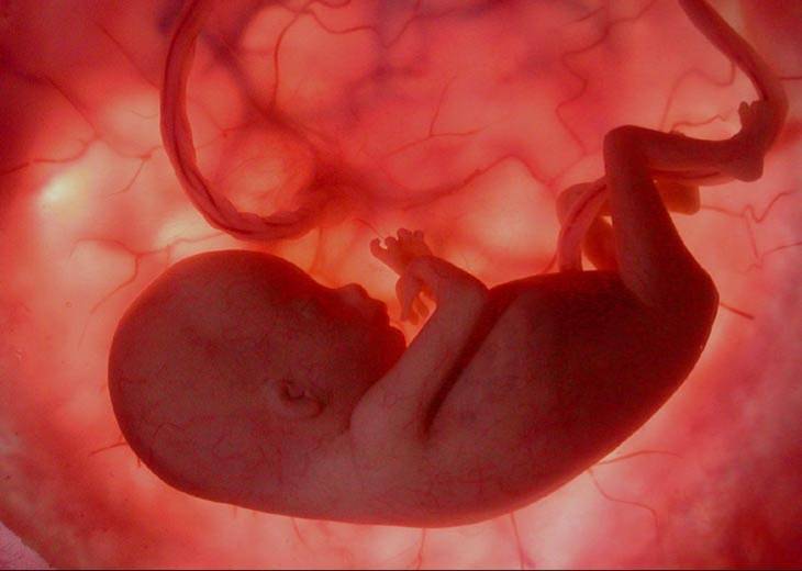 Какими правами располагает эмбрион?