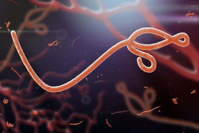 Может ли вирус Эбола мутировать и передаваться по воздуху?