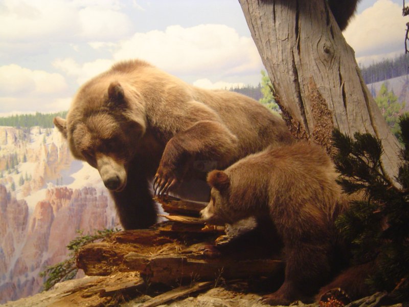 открытие охоты на медведя в хмао сроки