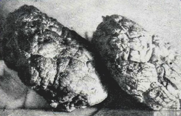 Каменный человеческий мозг из палеозоя