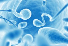 Создали сперматозоиды и яйцеклетки из клеток кожи человека