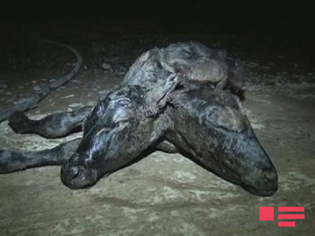 В Азербайджане родился двухголовый теленок без признаков пола