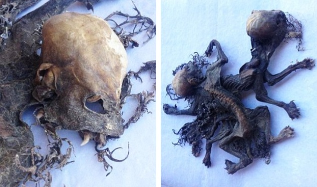 Чилийский фермер нашел останки странных существ. Чупакабра? 