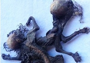 Чилийский фермер нашел останки странных существ. Чупакабра?