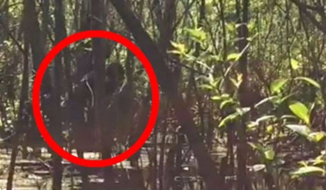 В болоте во Флориде засняли на видео бигфута