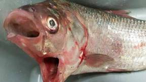 В Австралии поймали рыбу-мутанта с двумя ртами