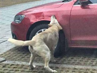 В Китае бродячие собаки отомстили грубому водителю