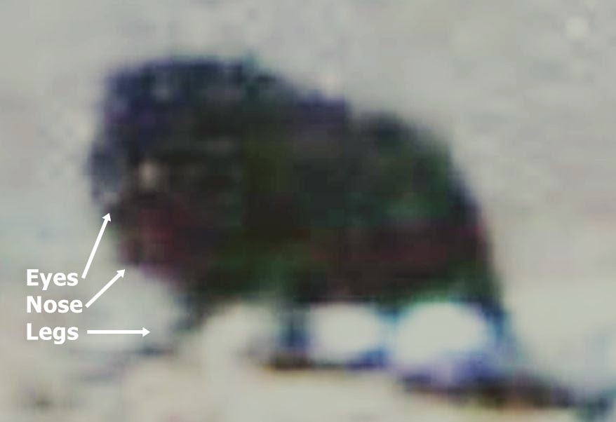 Просто камень или животное? Новое любопытное фото с Марса