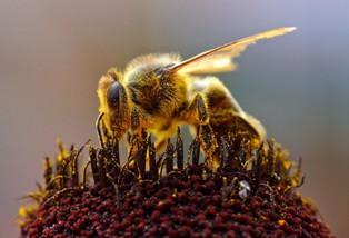 В Америке массово вымирают пчелы