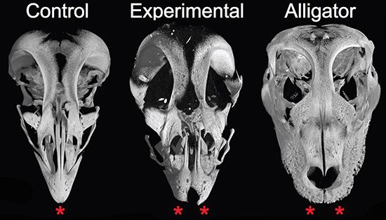 Ученые вырастили эмбрионы цыплят с челюстями динозавров
