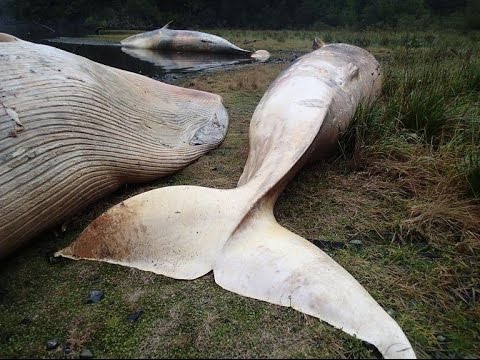 На берег Чили по неизвестной причине выбросилось 40 китов