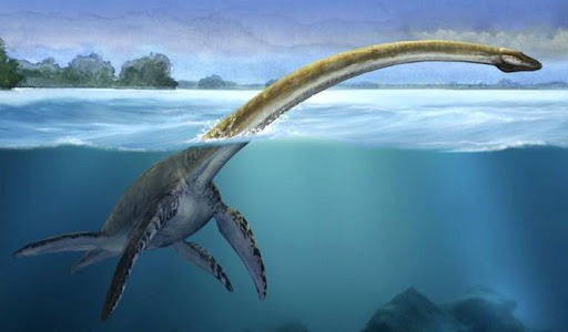 Странная находка японского траулера: Плезиозавр или акула?