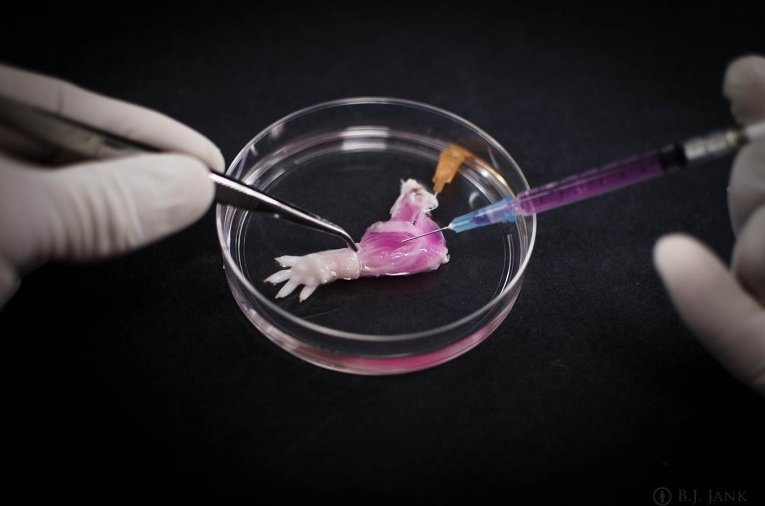Ученые с помощью био-реактора впервые вырастили крысе ногу