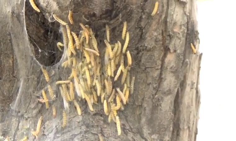 В Казани аномальное нашествие гусениц горностаевой моли