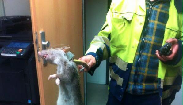 Гигантскую крысу поймали в Великобритании
