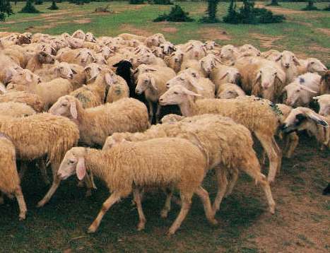 В Норвегии расследуют странный инцидент с овцами