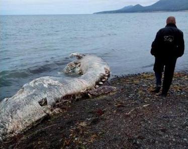 Останки неопознанного волосатого существа выбросило на берег Сахалина