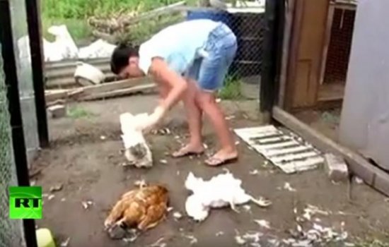 Жители Воронежской области подозревают чупакабру в уничтожении кур 