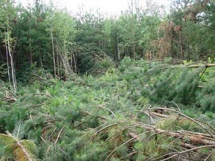 Странный вывал леса в Челябинской области