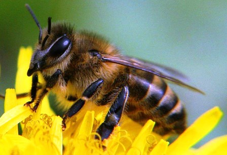 Причина массовой гибели пчел в мире это современные пестициды?