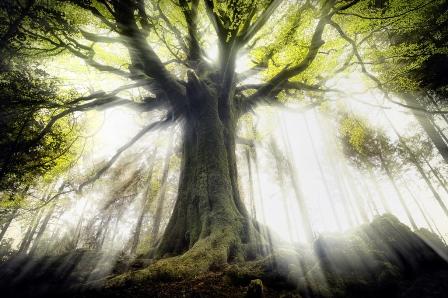 Легенды бретонского леса
