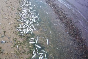 После появления НЛО на берег Байкала вымыло много мертвой рыбы