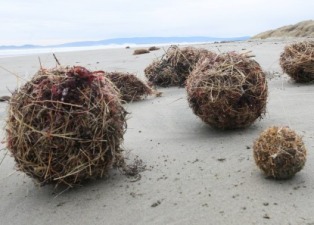 На новозеландский пляж выбросило странные травяные шары