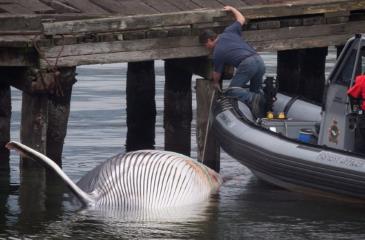 США расследуют массовую гибель китов вдоль берегов Аляски