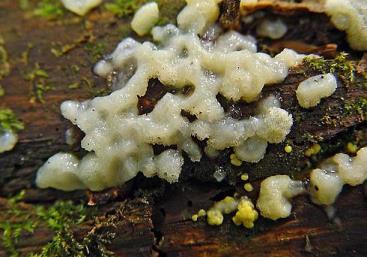 Рак вызывают грибы слизевики?