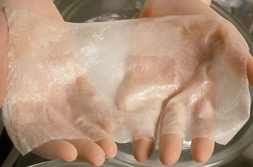 Ульяновские ученые выращивают искусственную кожу