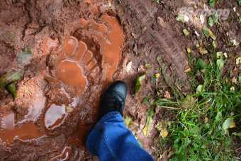 Огромный след и сломанные ветки нашли в лесополосе Братска