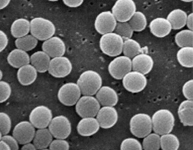 Российский учёный ввел в свой организм древнюю бактерию