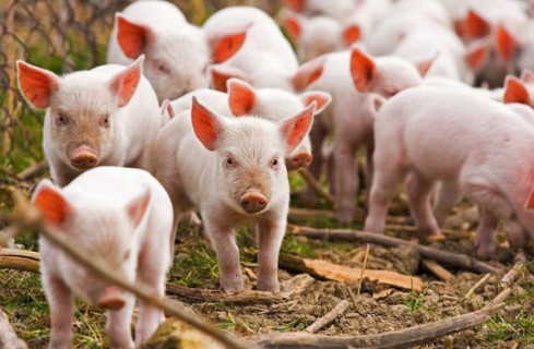Короткие повторы в геноме показали родство между свиньями и приматами