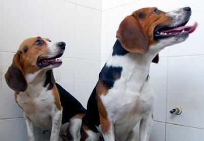 В Китае созданы генетически модифицированные мускулистые собаки