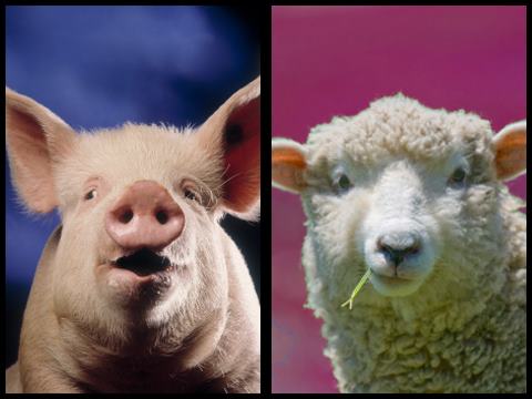 В Великобритании вырастят химер из свиней и овец с органами человека