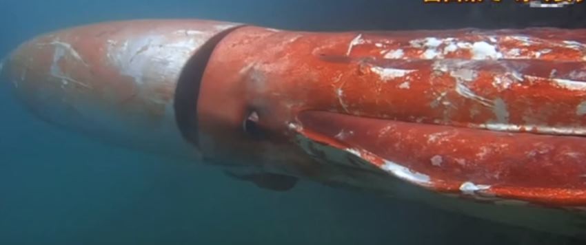 В Японии сняли на видео редкого гигантского кальмара