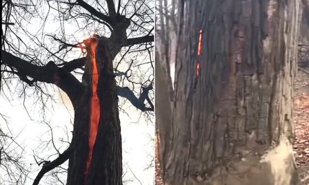 В сеть выложили видео с небычным деревом горящим изнутри