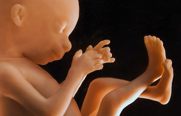 Британским ученым разрешили редактировать человеческие эмбрионы