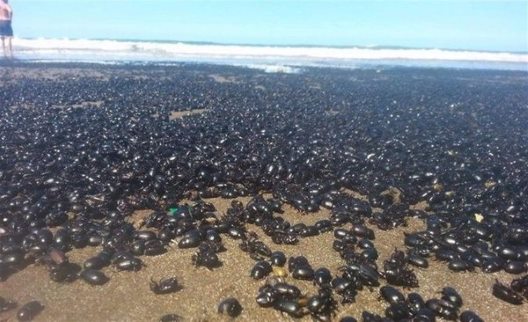 Миллионы жуков наводнили пляж в Аргентине