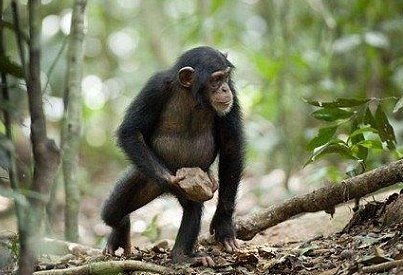 У шимпанзе в Африке обнаружили странный культ