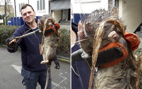 В Великобритании нашли самую крупную в стране крысу