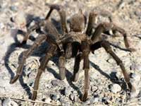 Арахнофобия или Почему мы боимся пауков?