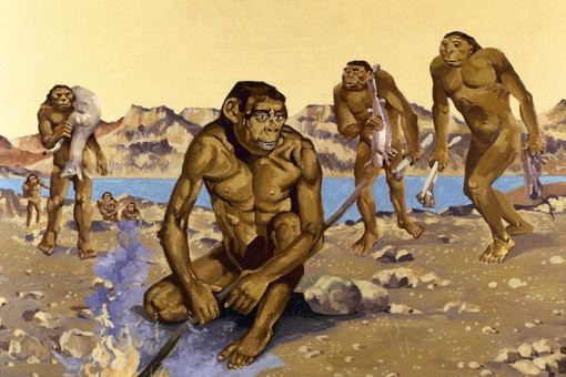 Человек стал умнее обезьяны из-за ускоренного метаболизма
