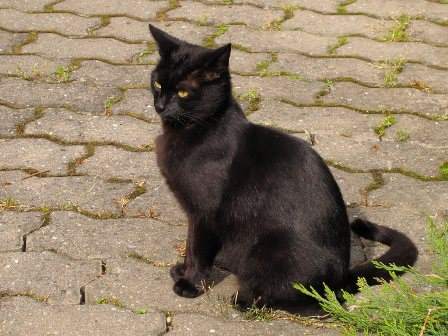 Мистическая пражская история о мести черного кота