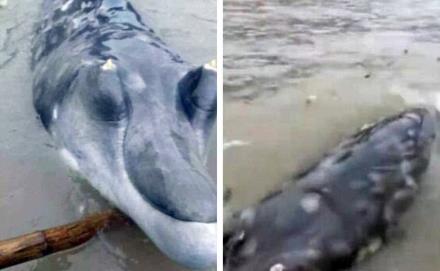 То ли монстр, то ли редкий кит: У берегов Китая рыбаки поймали неопознанное существо