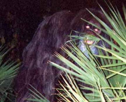 Скунсовая обезьяна: Загадка флоридского бигфута