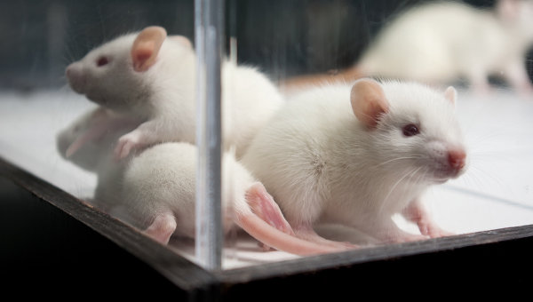 Излучение от сотовых телефонов вызывает у крыс раковые опухоли