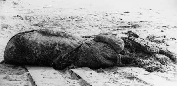 Существо, выброшенное на берег возле Сент-Огастина