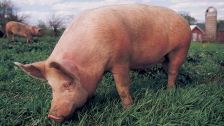 В США будут выращивать человеческие органы в свиньях
